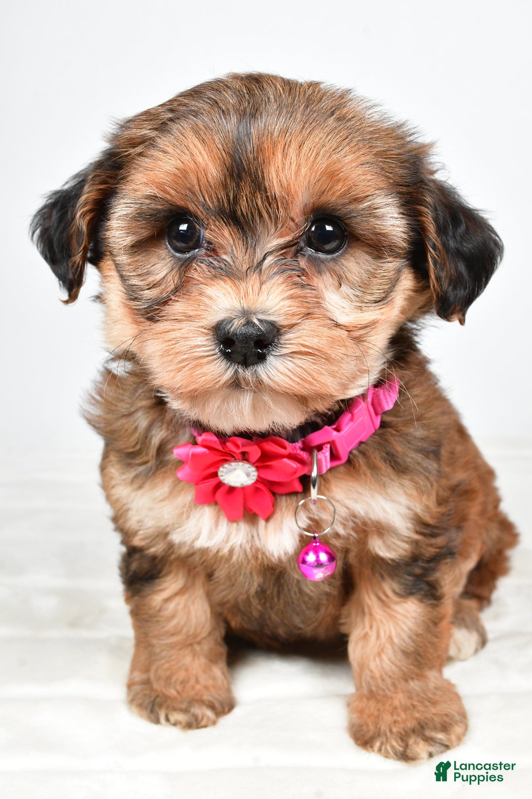 Yorkiepoo dogs for sale: Tinsley - Ad 5