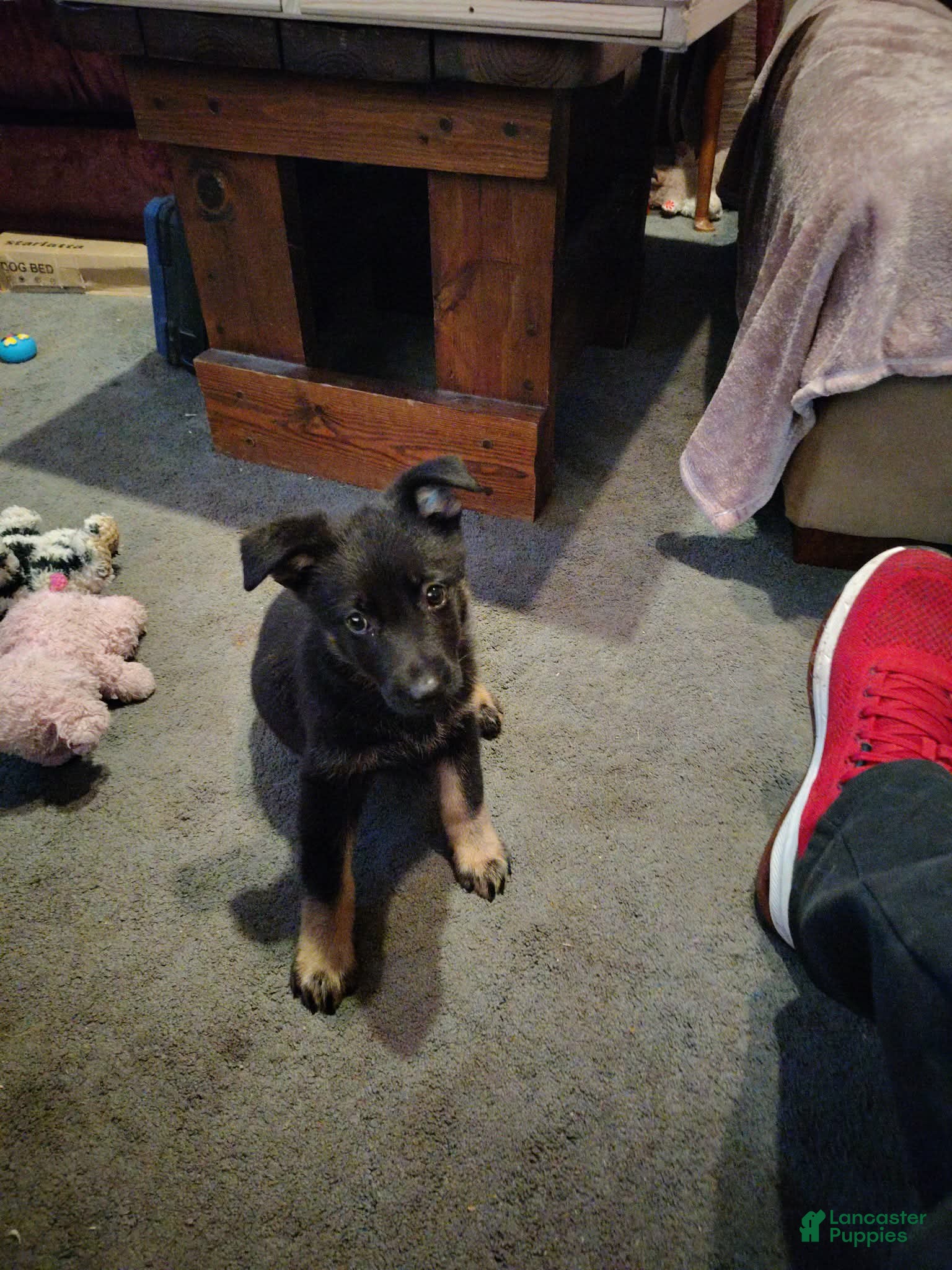 German Shepherd dogs German Shepherd 1 - Ad 1