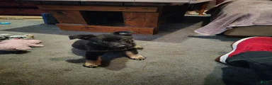 German Shepherd 1