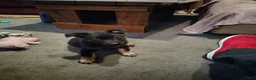 German Shepherd dogs for sale: German Shepherd 1 - Ad 1