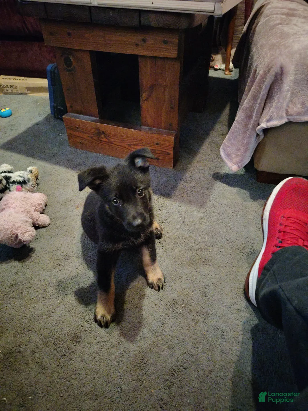 German Shepherd dogs for sale: German Shepherd 1 - Ad 1