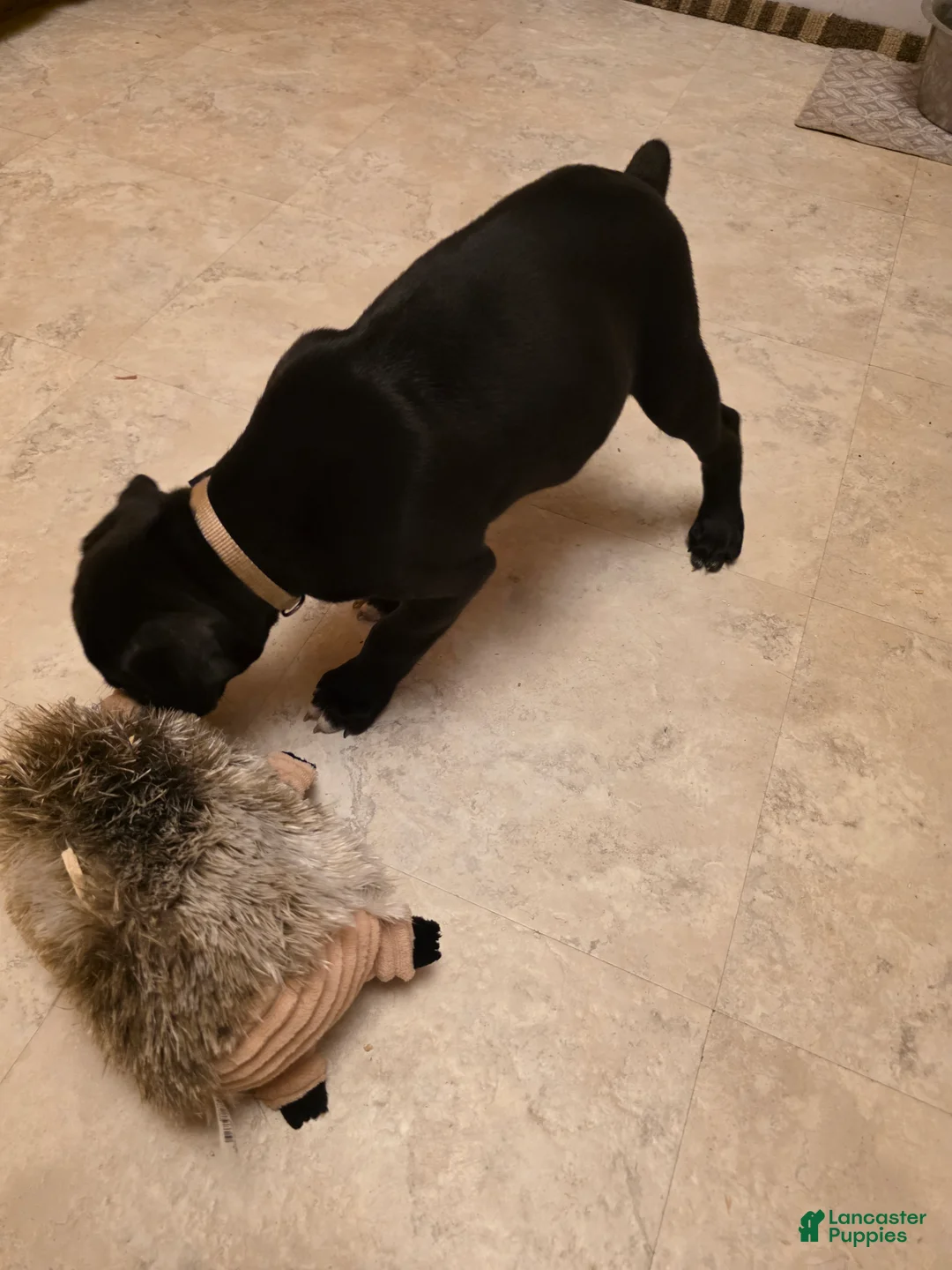 Boxer dogs for sale: July  - Ad 2