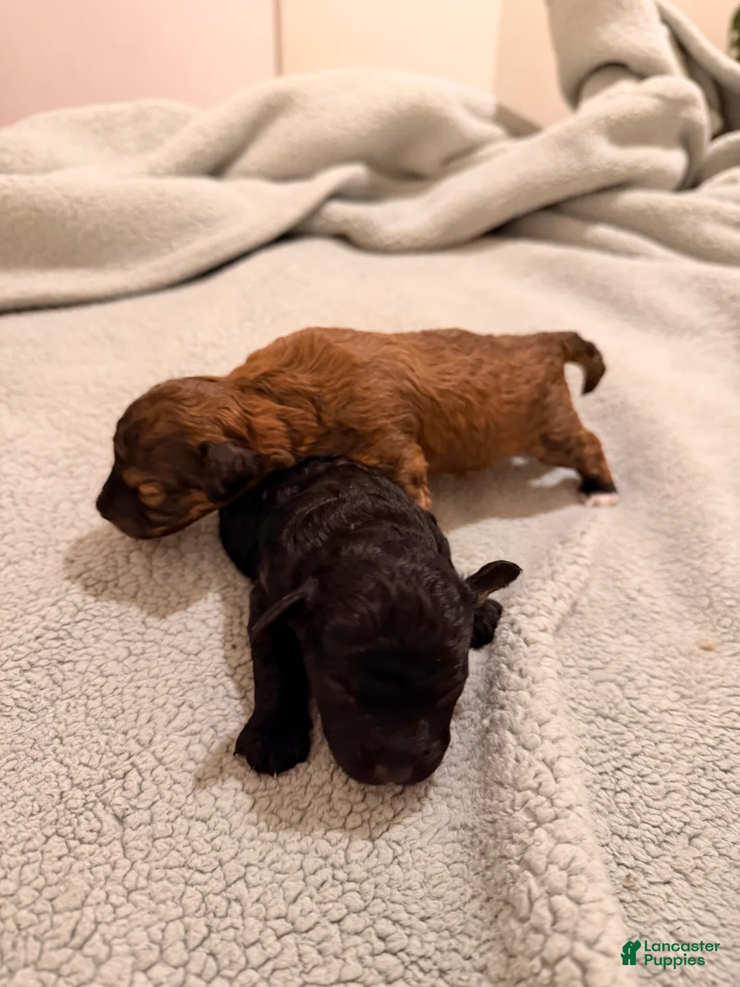 Toy Poodle dogs for sale: Beto - Ad 3