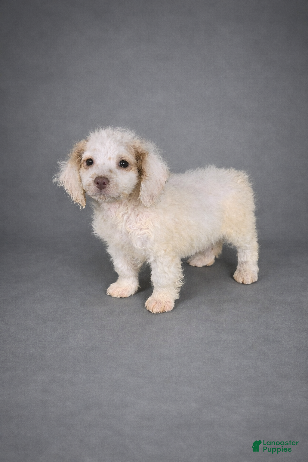 Mini Goldendoodle dogs Mini Goldendoodle Puppy 1 - Ad 21