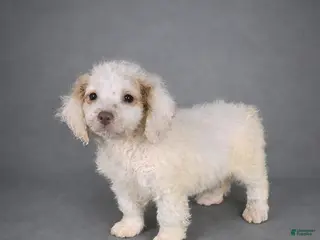 Mini Goldendoodle dogs Mini Goldendoodle Puppy 1 - Ad 21