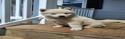 Pomsky dogs for sale: Darci - Ad 12