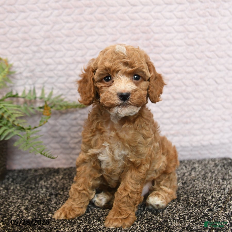 Cockapoo dogs Remi  - Ad 2