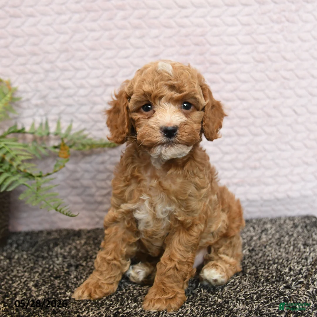 Cockapoo dogs for sale: Remi  - Ad 2