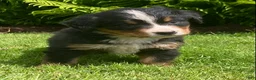 Bernese Mountain Dog dogs for sale: Cassie  - Ad 7