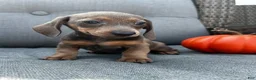 Miniature Dachshund dogs for sale: Franklin  - Ad 4