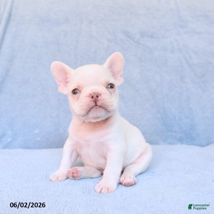 French Bulldog dogs Mack  - Ad 1