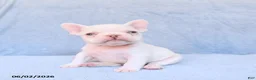 French Bulldog dogs for sale: Mack  - Ad 1