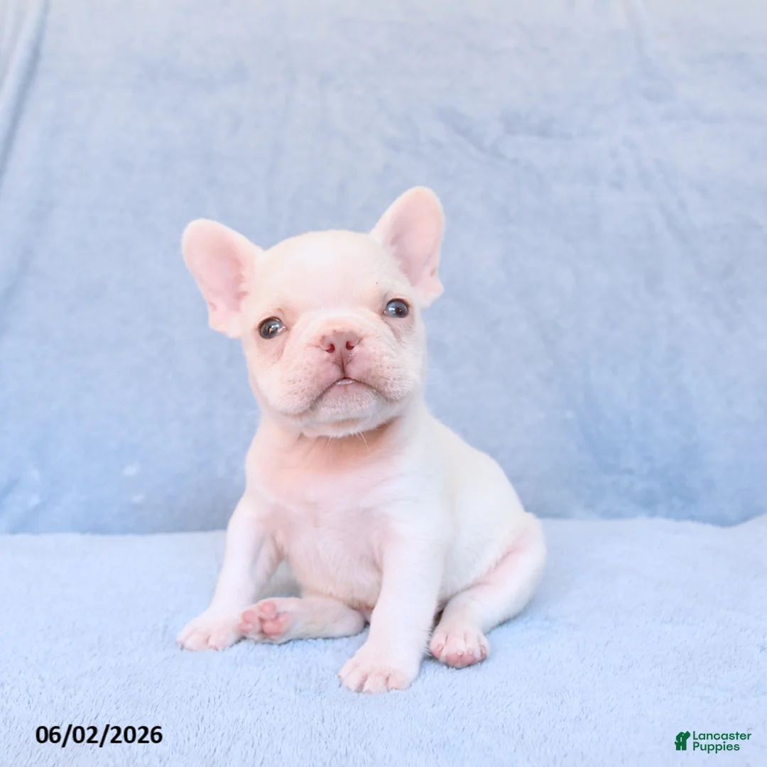 French Bulldog dogs for sale: Mack  - Ad 1
