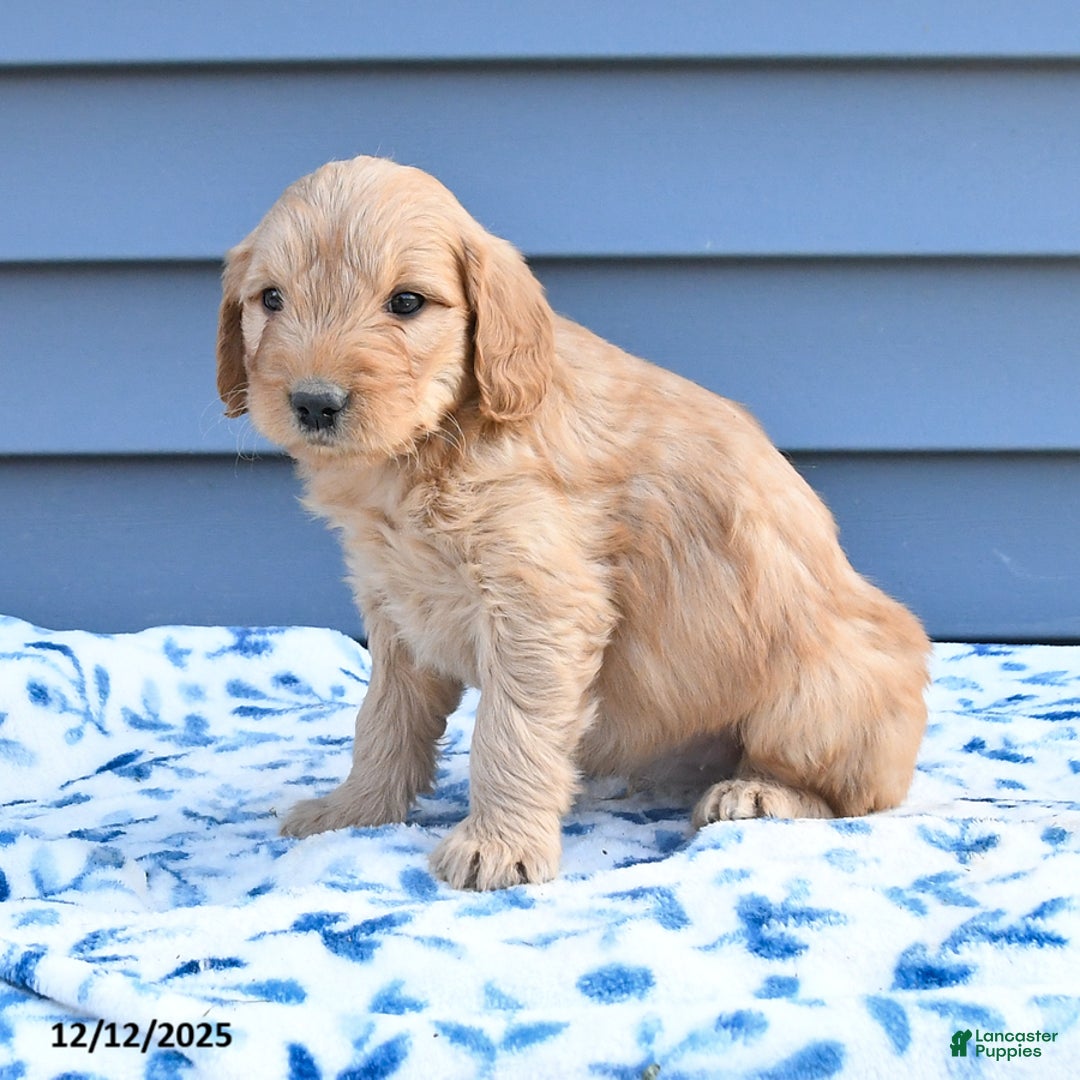 Goldendoodle dogs for sale: Bear - Ad 2