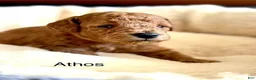 Toy Poodle dogs for sale: Athos - Ad 3