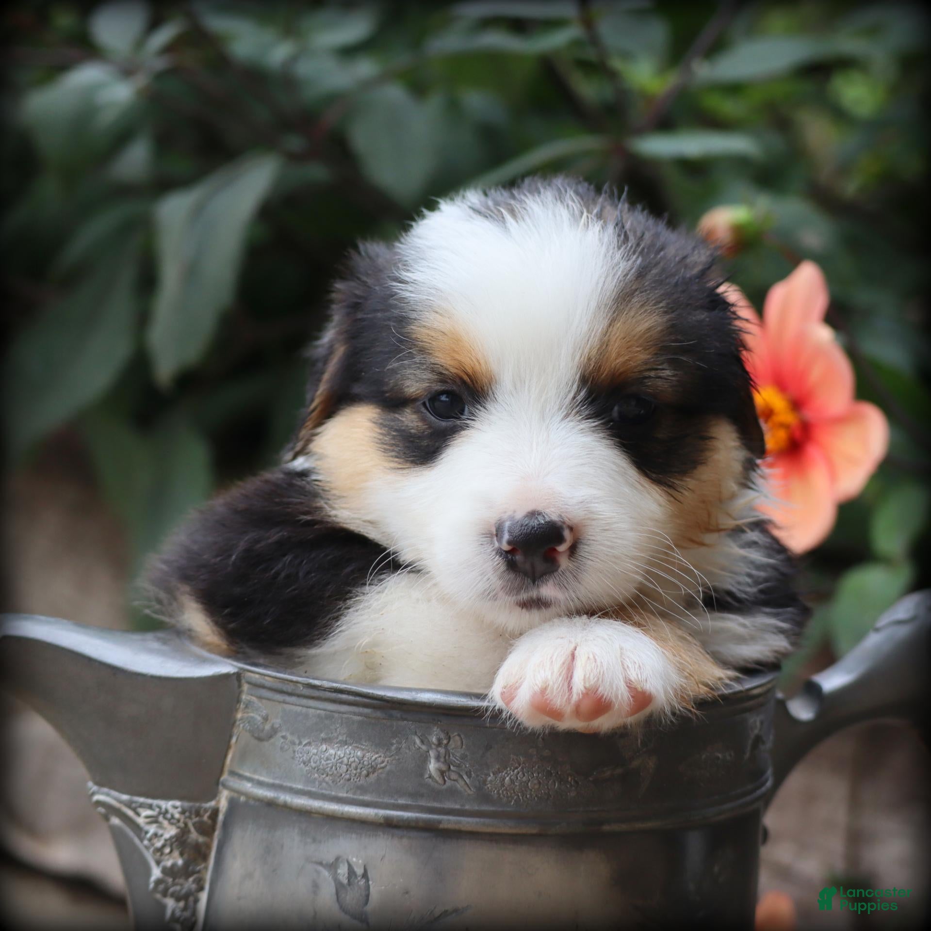 Miniature Australian Shepherd dogs Tenor - Ad 1