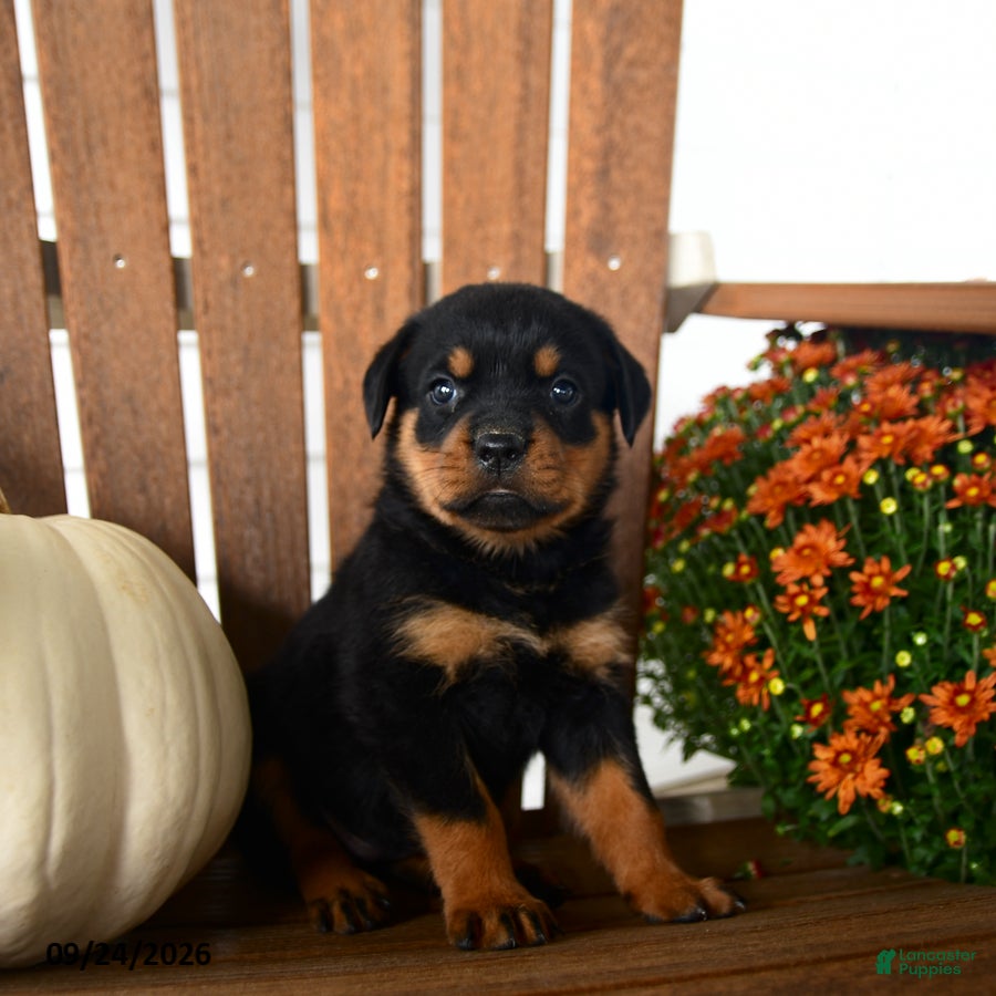 Rottweiler dogs for sale: Pogo - Ad 3