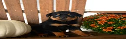 Rottweiler dogs for sale: Pogo - Ad 1