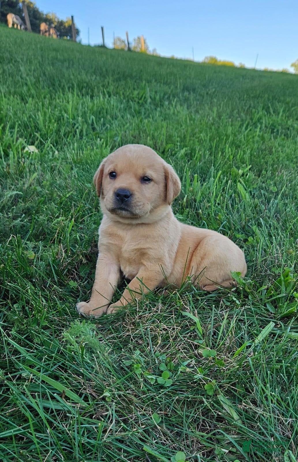 Labrador Retriever dogs Rowdy - Ad 2