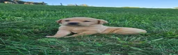 Labrador Retriever dogs for sale: Rowdy - Ad 2