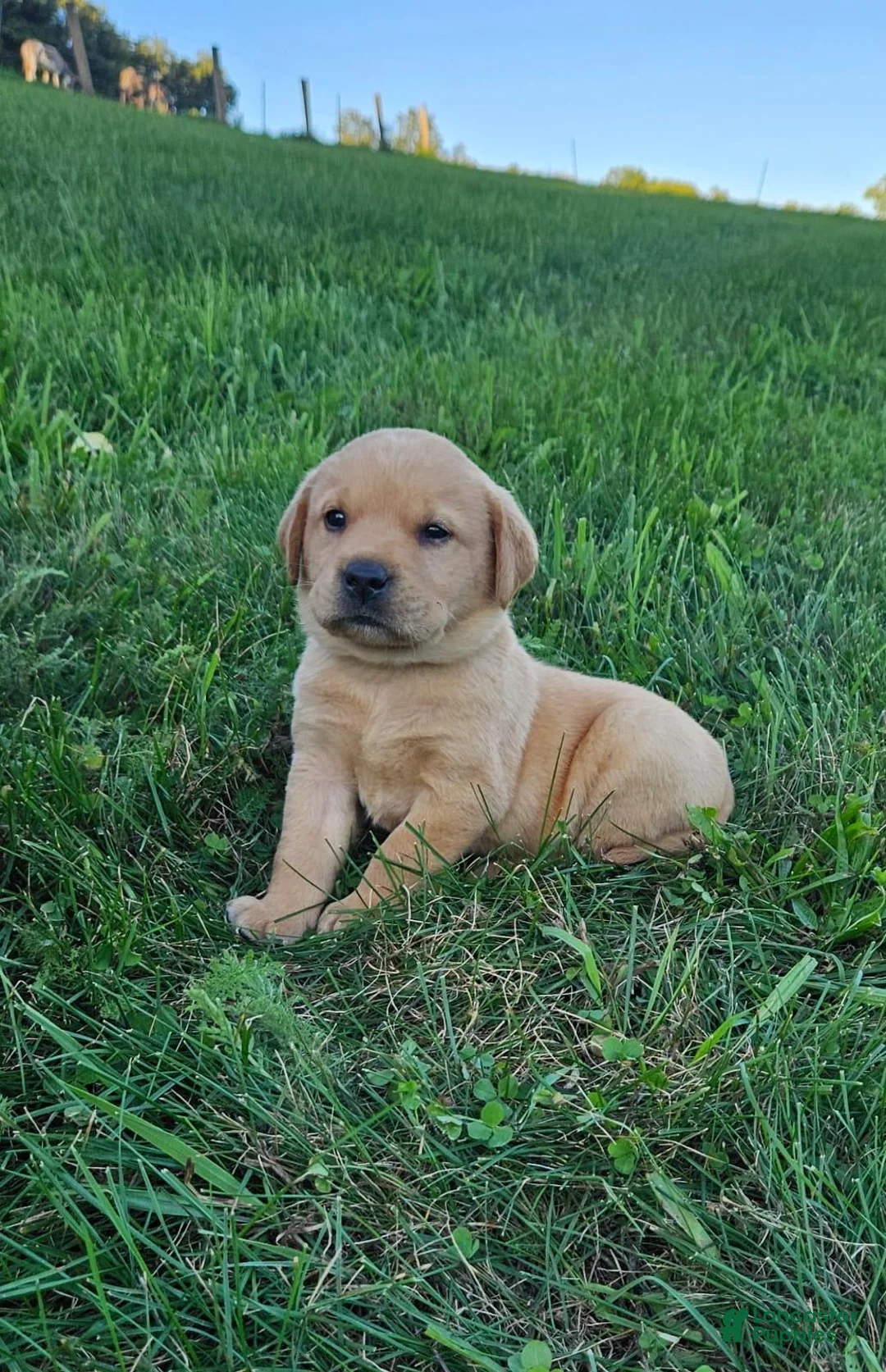 Labrador Retriever dogs for sale: Rowdy - Ad 2