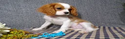 Cavalier King Charles Spaniel dogs for sale: Baxter - Ad 3