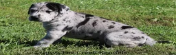 Great Dane dogs for sale: Great Dane 2 - Ad 7