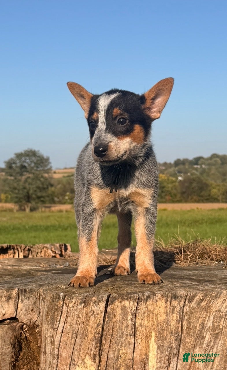 Australian Cattle Dog dogs for sale: Trapper  - Ad 1