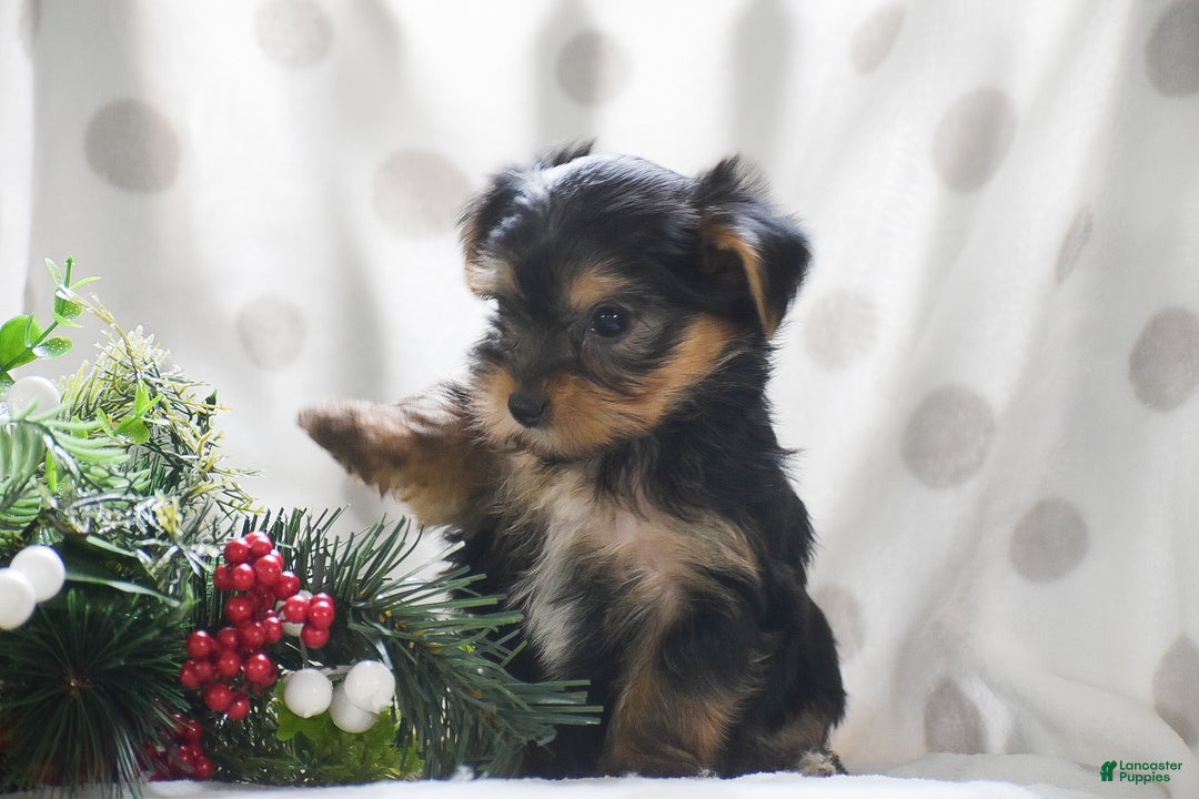 Yorkshire Terrier dogs for sale: Paprika - Ad 2