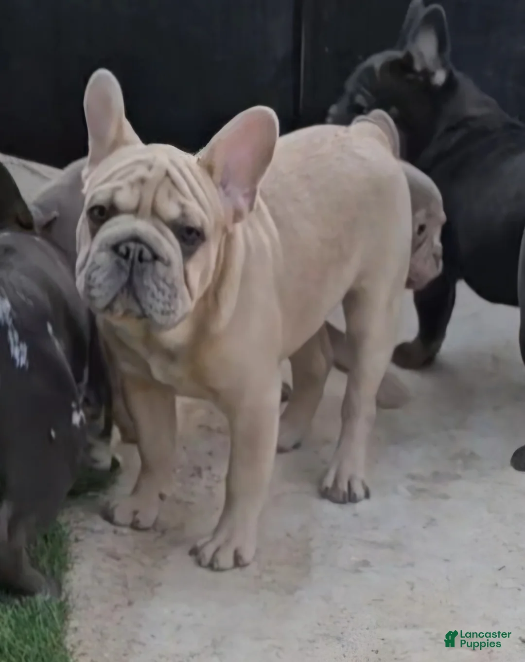 French Bulldog dogs for sale: French Bulldog Puppy 1 - Ad 3