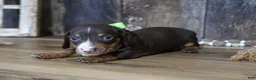 Miniature Dachshund dogs for sale: Tippy - Ad 3