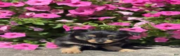 Mixed Breed dogs for sale: Luna - Ad 3