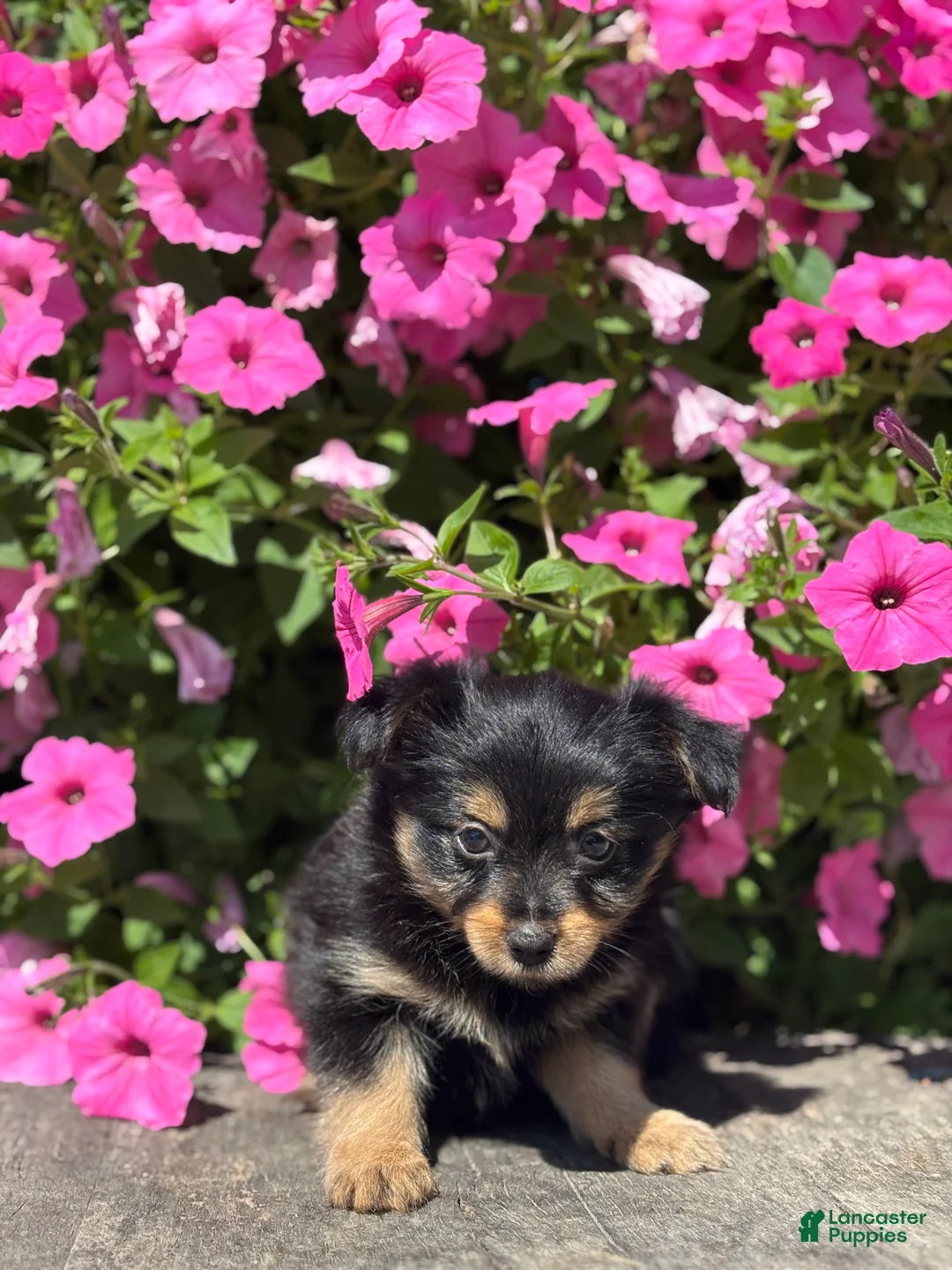 Mixed Breed dogs for sale: Luna - Ad 3