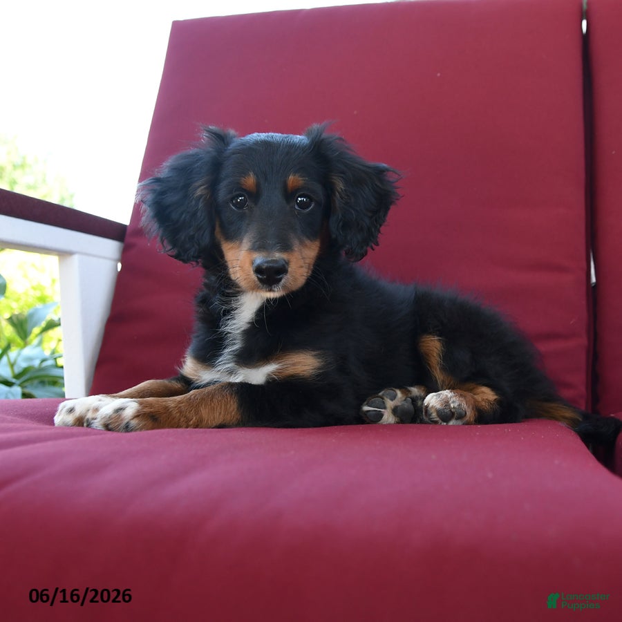 Mixed Breed dogs Ronald - Ad 1