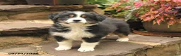 Australian Shepherd dogs for sale: Maddy - Ad 3