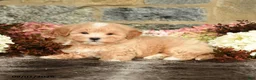 Maltipoo dogs for sale: Loren - Ad 3