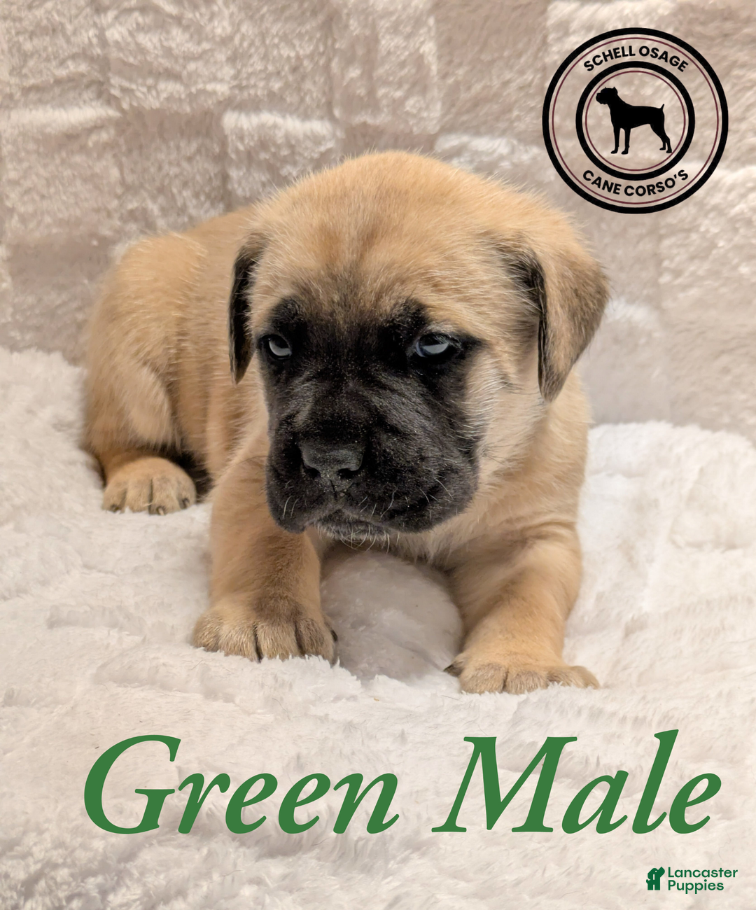 Cane Corso dogs for sale: Green - Ad 6