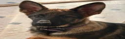 German Shepherd dogs for sale: Rose - Ad 10