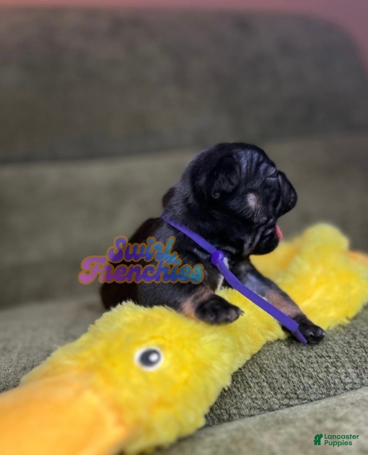 French Bulldog dogs for sale: Pepper - Ad 4