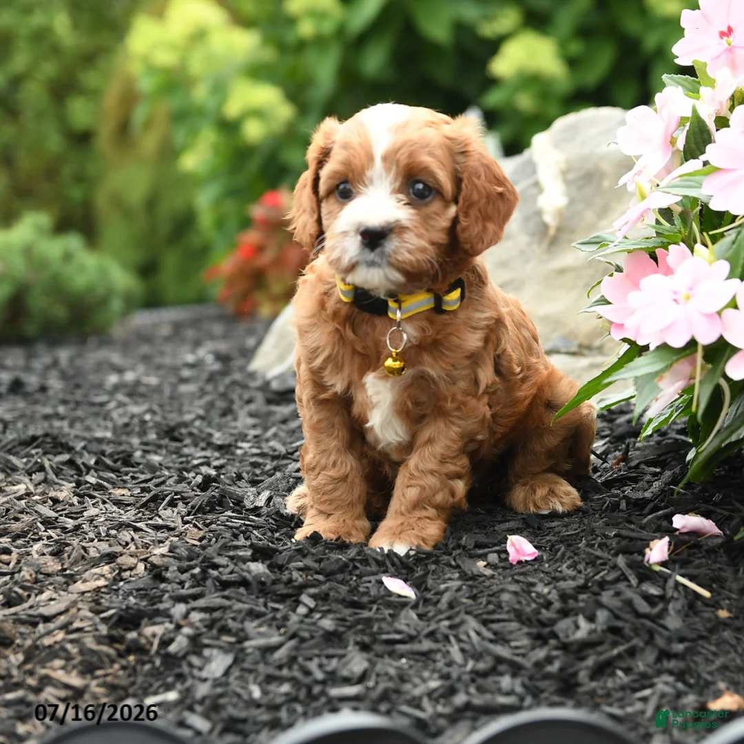 Cavapoo dogs for sale: Grace - Ad 1