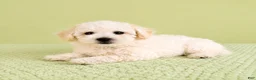 Bichon Frise dogs for sale: Bo - Ad 3