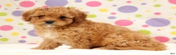 Cavapoo dogs for sale: Amelia - Ad 3