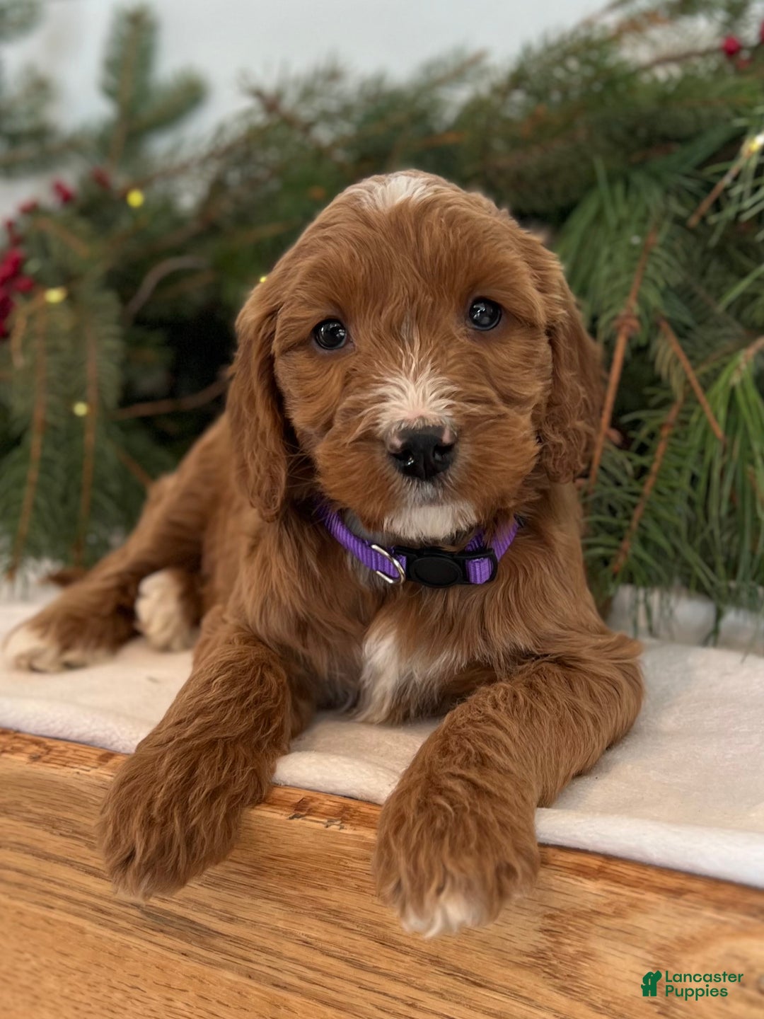 Irish Doodle dogs for sale: Aspen - Ad 10