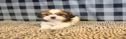 Shih Tzu dogs for sale: Abe - Ad 5