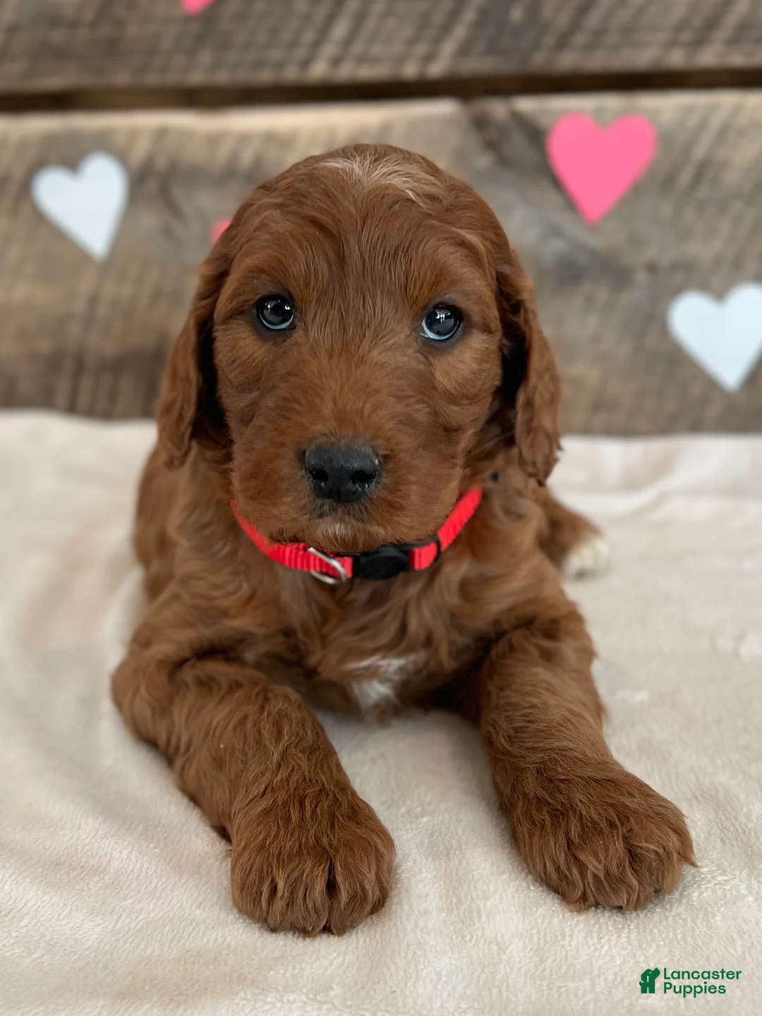 Irish Doodle dogs for sale: Scarlett - Ad 13