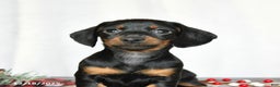 Miniature Dachshund dogs for sale: Sage - Ad 4