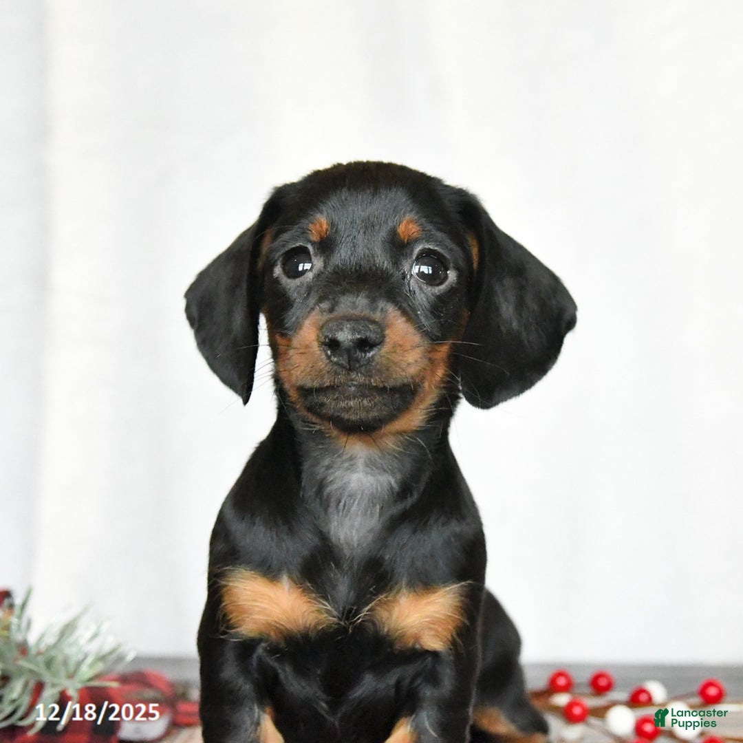 Miniature Dachshund dogs for sale: Sage - Ad 4