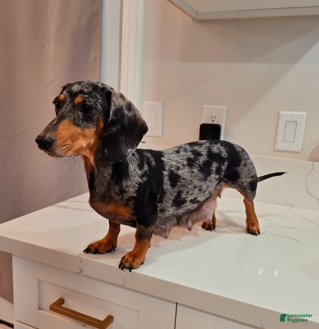 Miniature Dachshund dogs for sale: Miniature Dachshund Puppy 5 - Ad 4