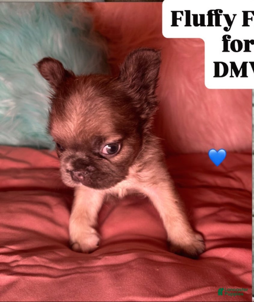 French Bulldog dogs Boy 2 - Ad 20