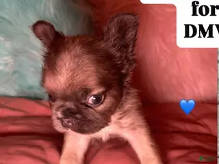 French Bulldog dogs Boy 2 - Ad 20